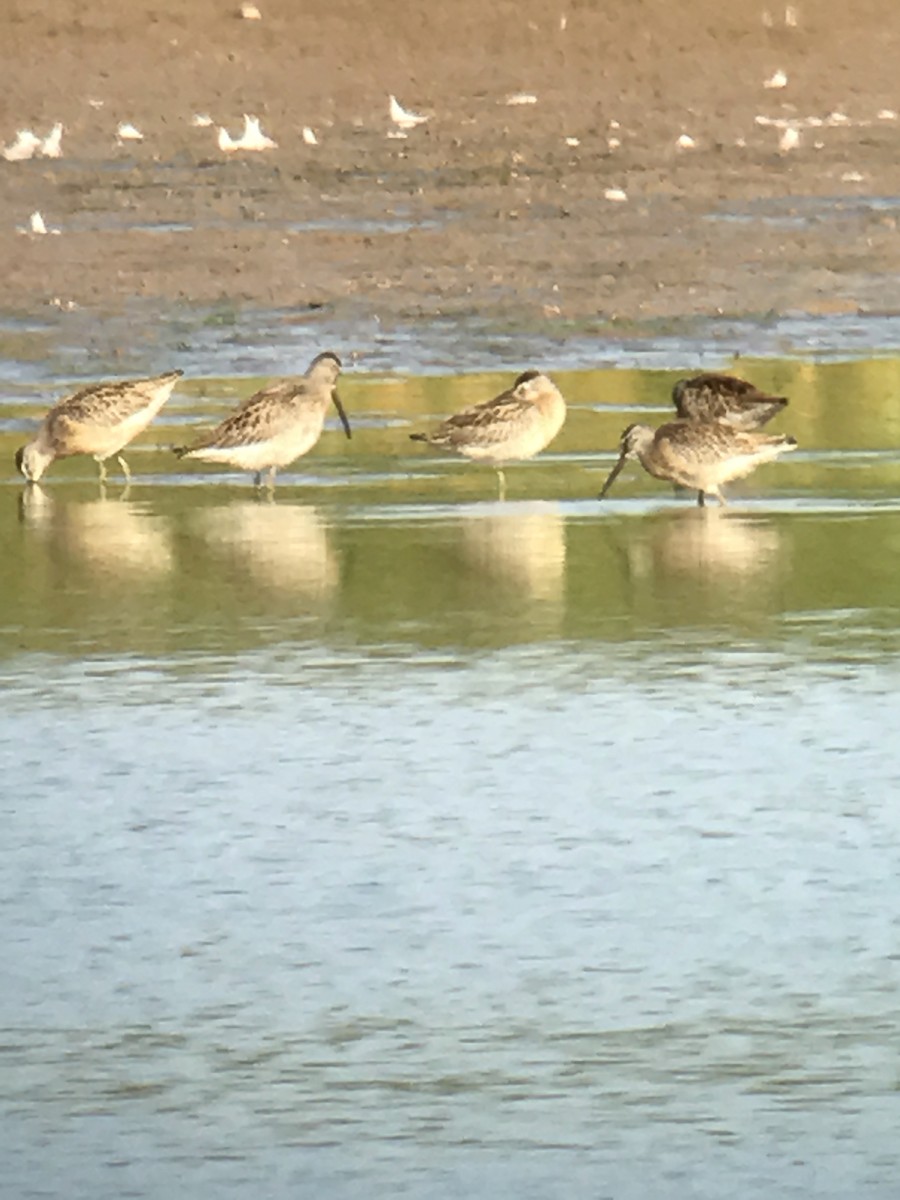 Short-billed Dowitcher - ML66959931