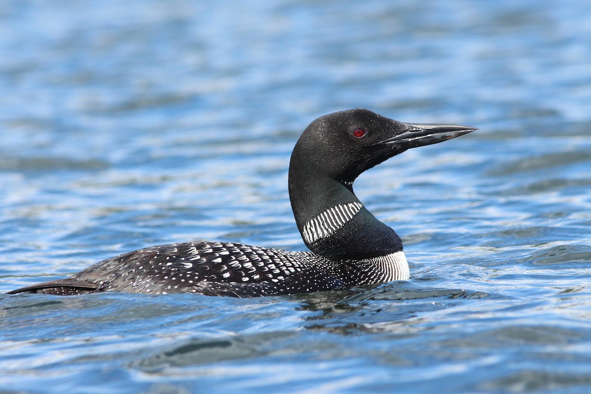 Common Loon - ML66960741