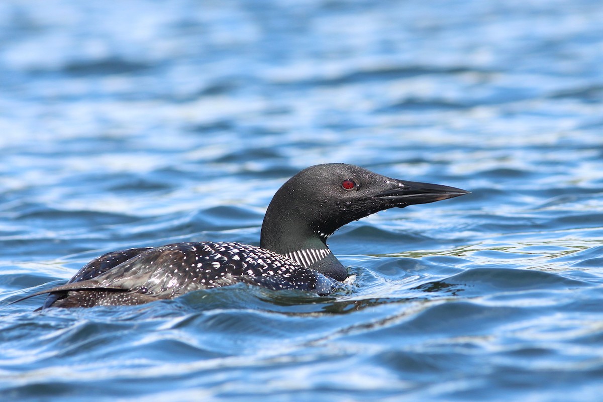 Common Loon - ML66960771