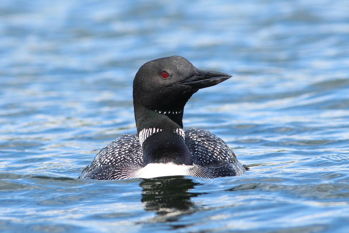 Common Loon - ML66960801