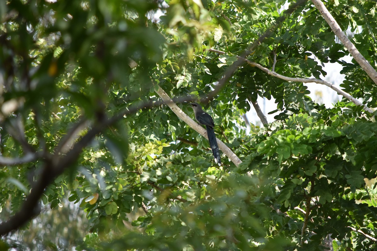 Green-billed Malkoha - Thanakrit Ithisampandh