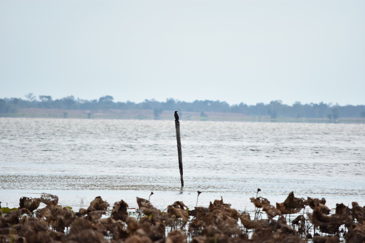 Cormorán de Java - ML66961281