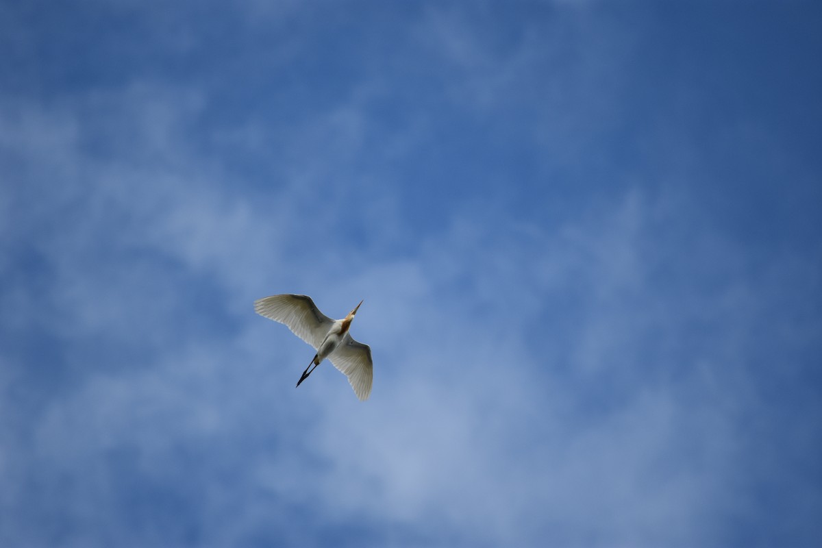 Eastern Cattle Egret - ML66961381