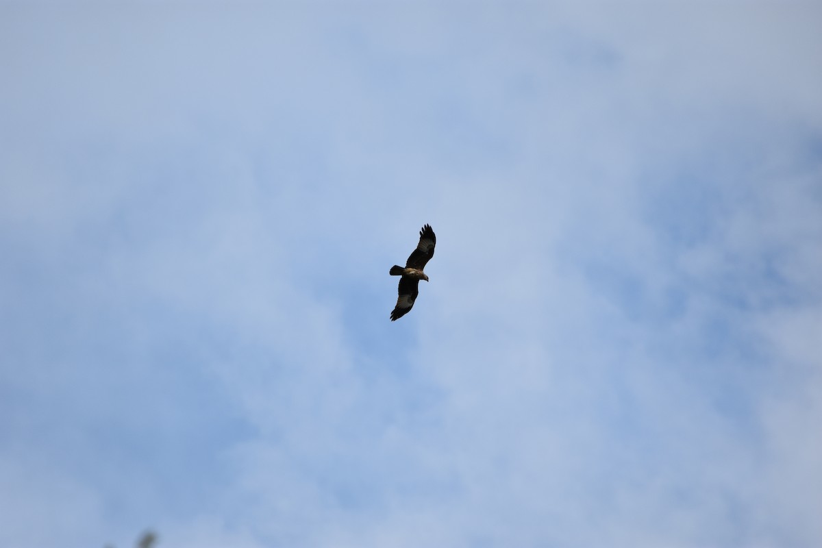 Brahminy Kite - ML66961431