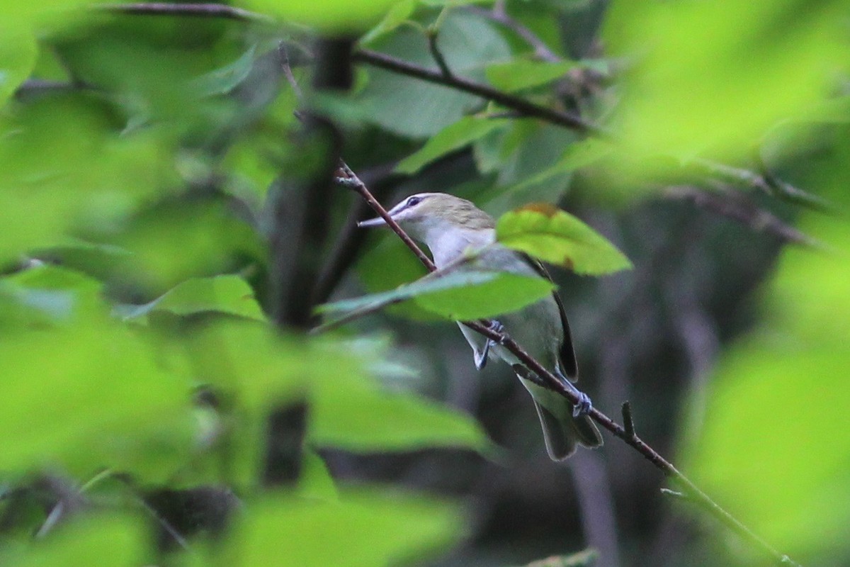 Red-eyed Vireo - ML66961511