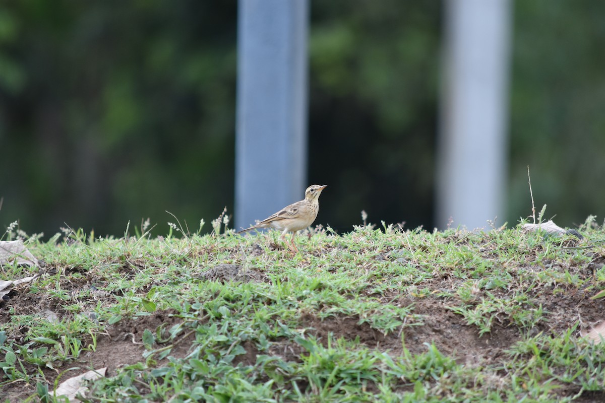 Paddyfield Pipit - Thanakrit Ithisampandh