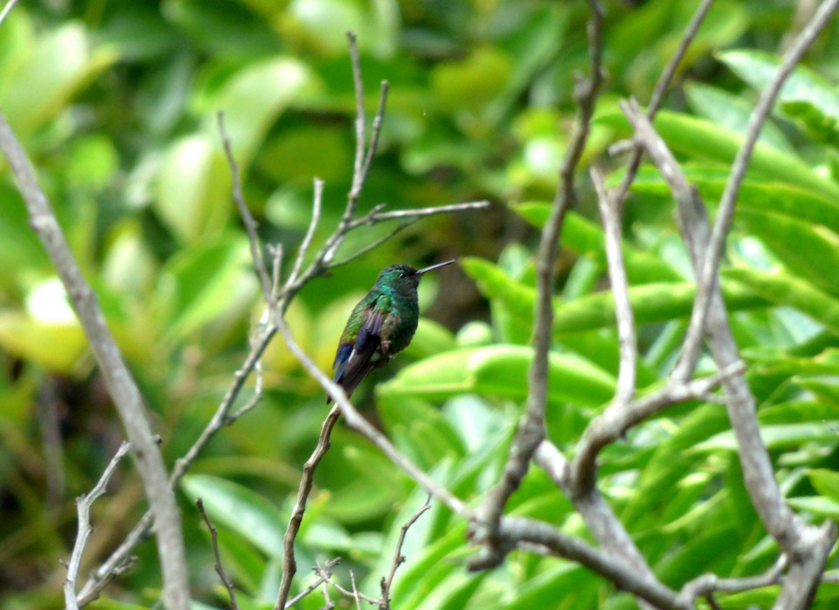 Blue-vented Hummingbird - ML66964671