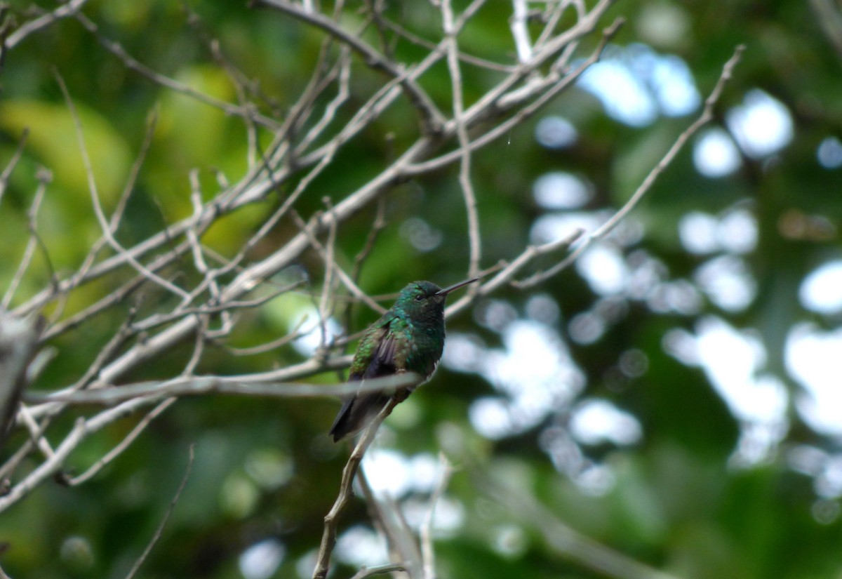 Blue-vented Hummingbird - ML66964681