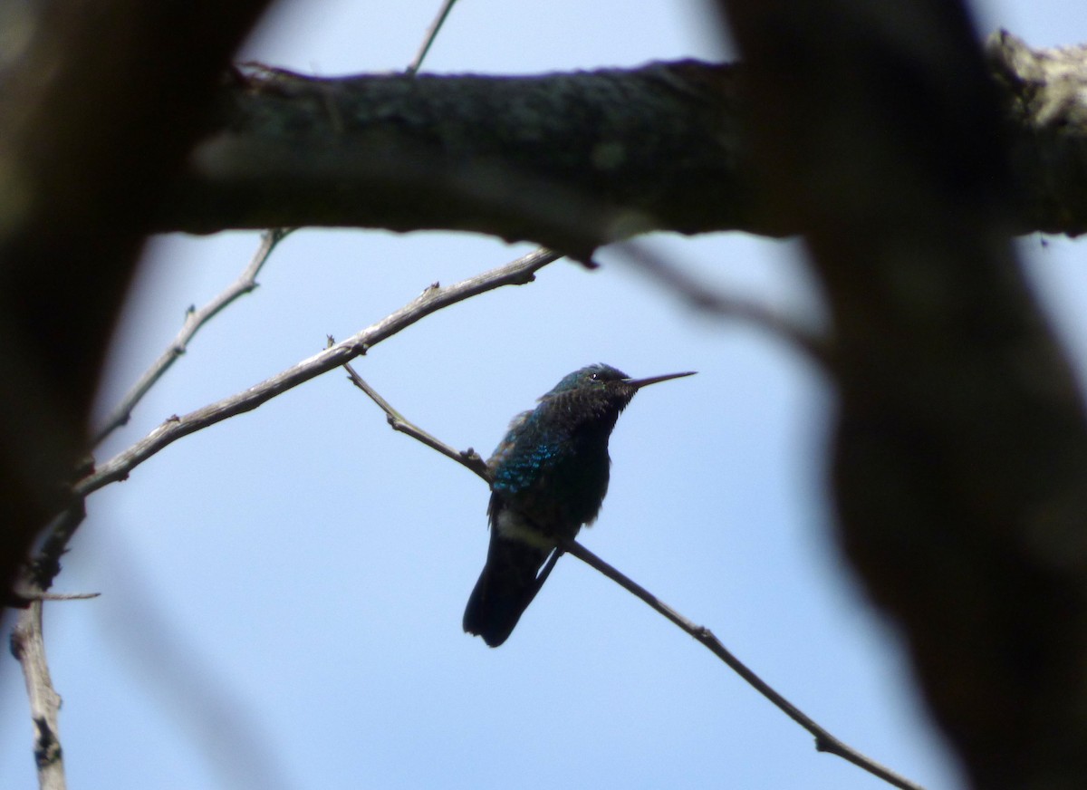 Blue-vented Hummingbird - ML66964921