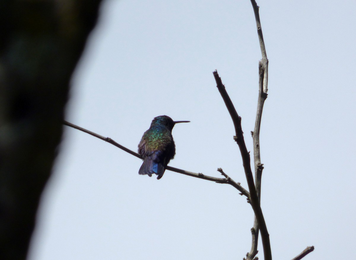 Blue-vented Hummingbird - ML66964961