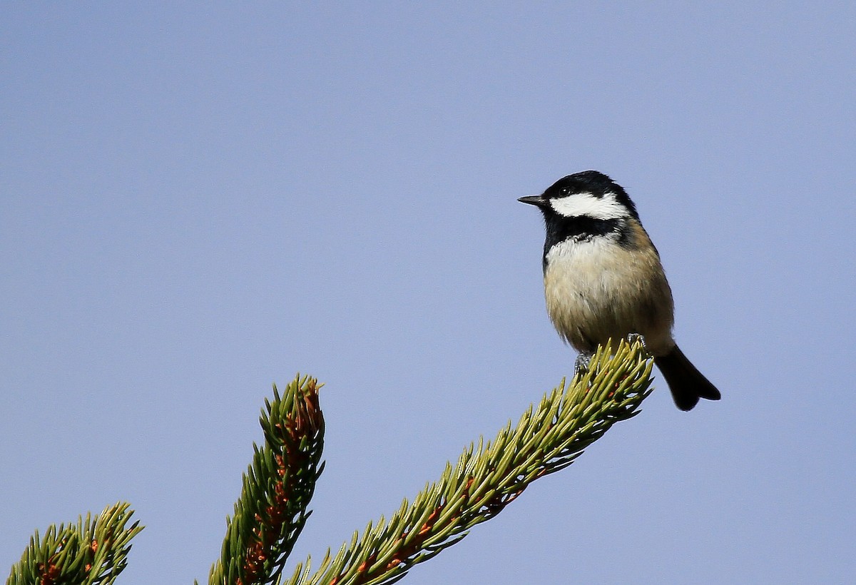 Mésange noire - ML66965551