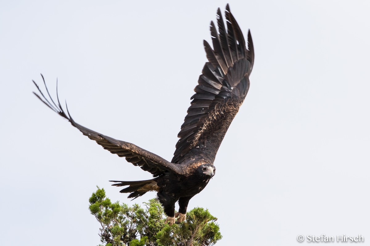 Wedge-tailed Eagle - ML66967551