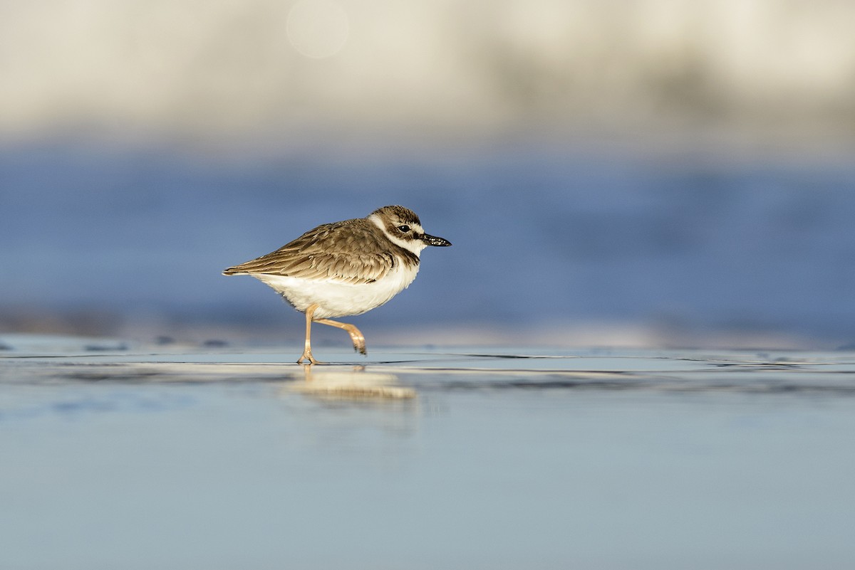 Wilson's Plover - ML66970201