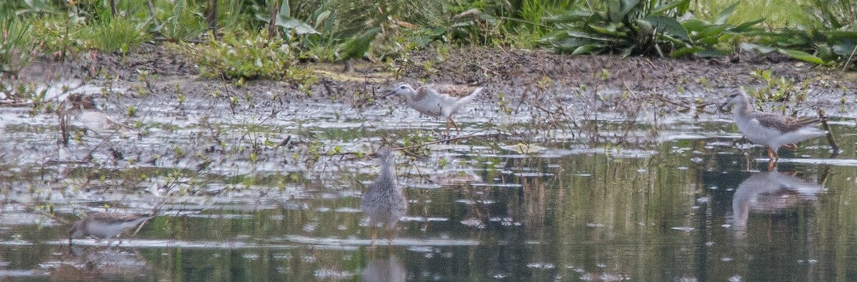 Phalarope de Wilson - ML66970801