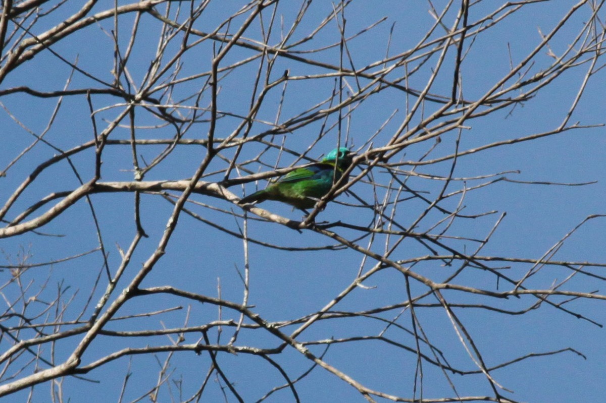 Green-headed Tanager - ML66971881