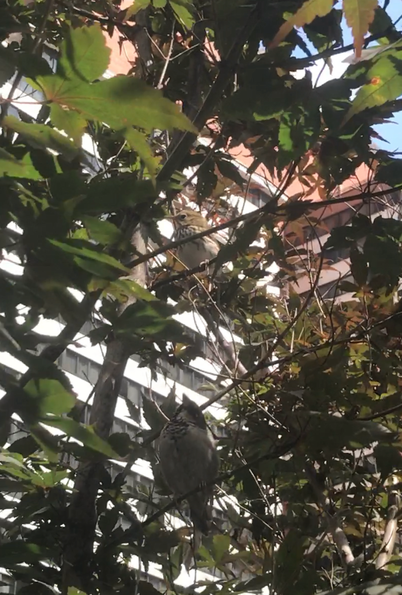 Ovenbird - ML66972961