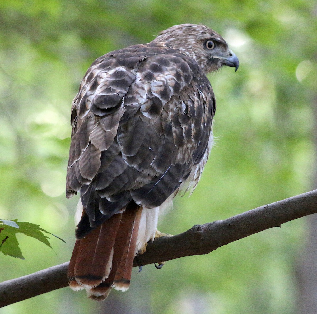 Red-tailed Hawk - ML66973511