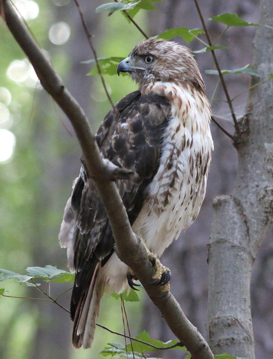 Red-tailed Hawk - ML66973551