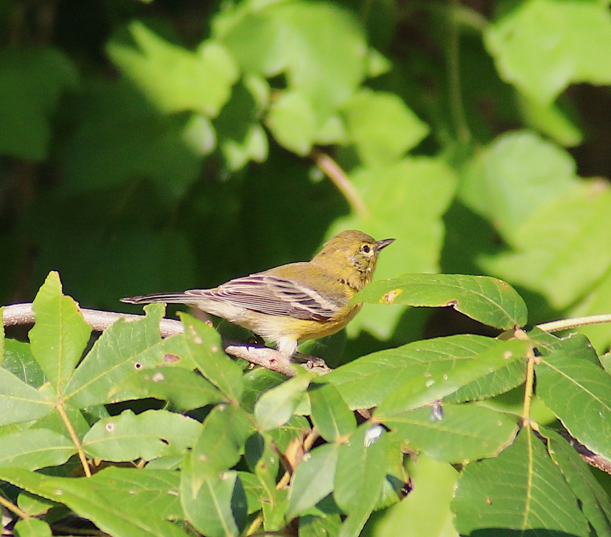 Pine Warbler - ML66973751