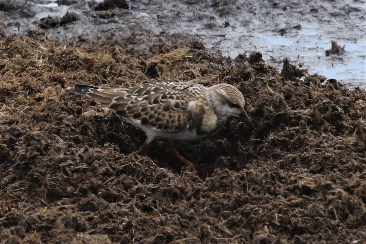 Ruddy Turnstone - Margaret Viens