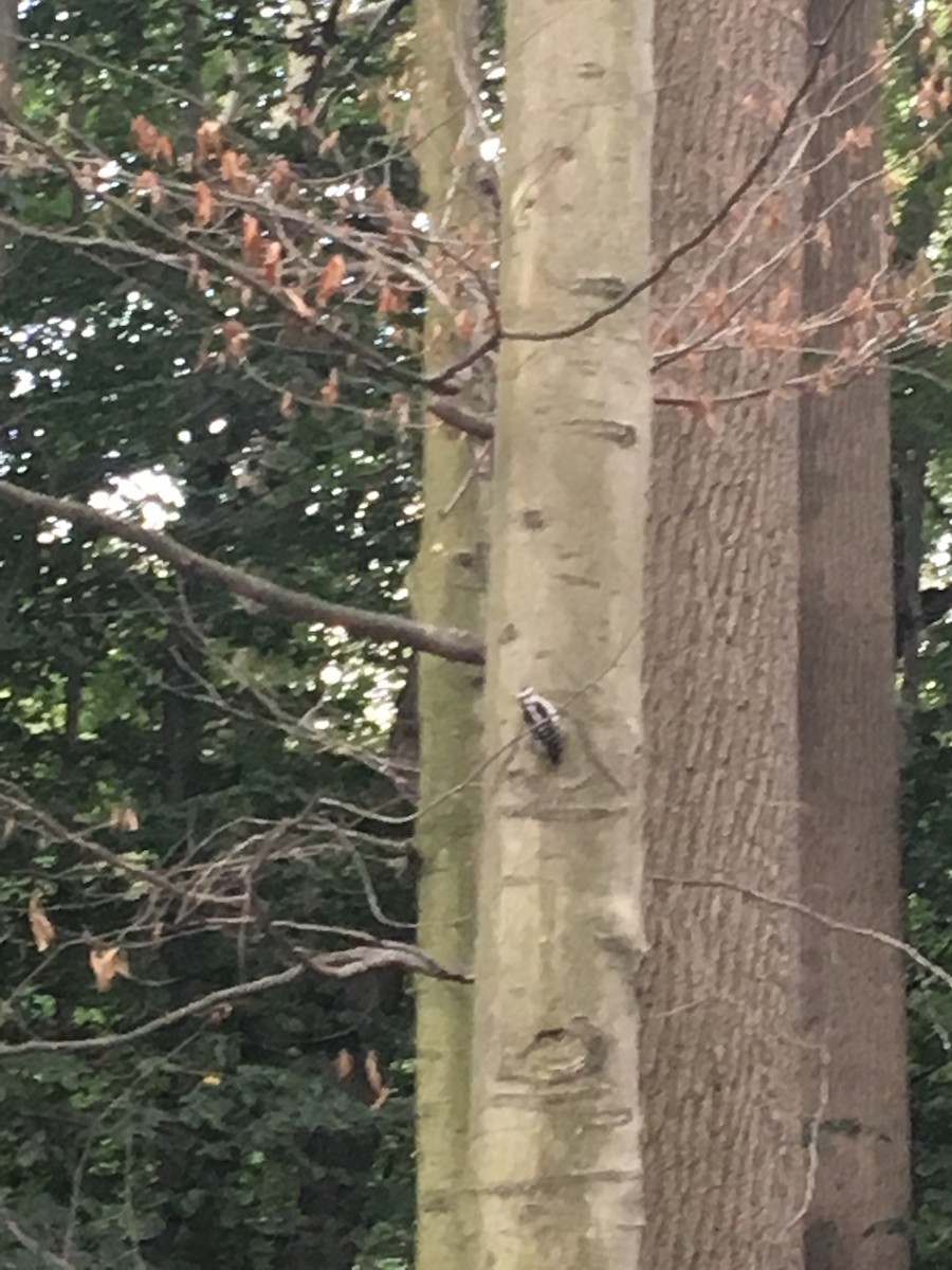 Downy Woodpecker - ML66975541