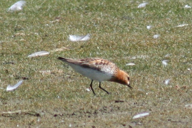 Red-necked Stint - Brendan  Fogarty