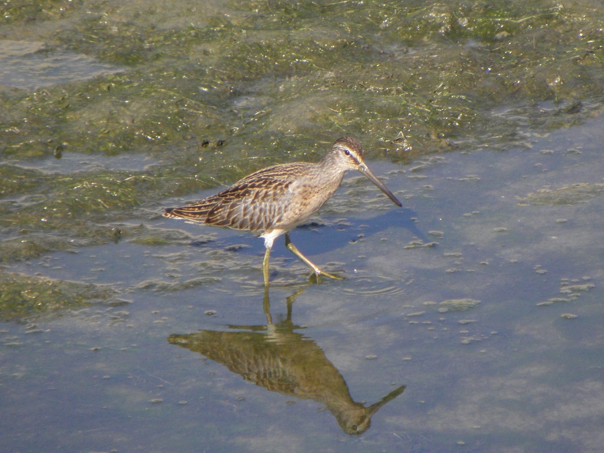 Short-billed Dowitcher - ML66982261