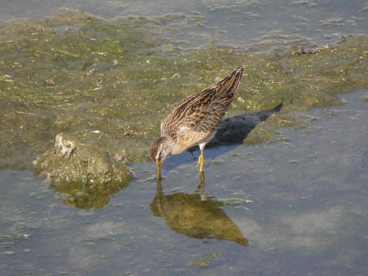 Short-billed Dowitcher - ML66982301