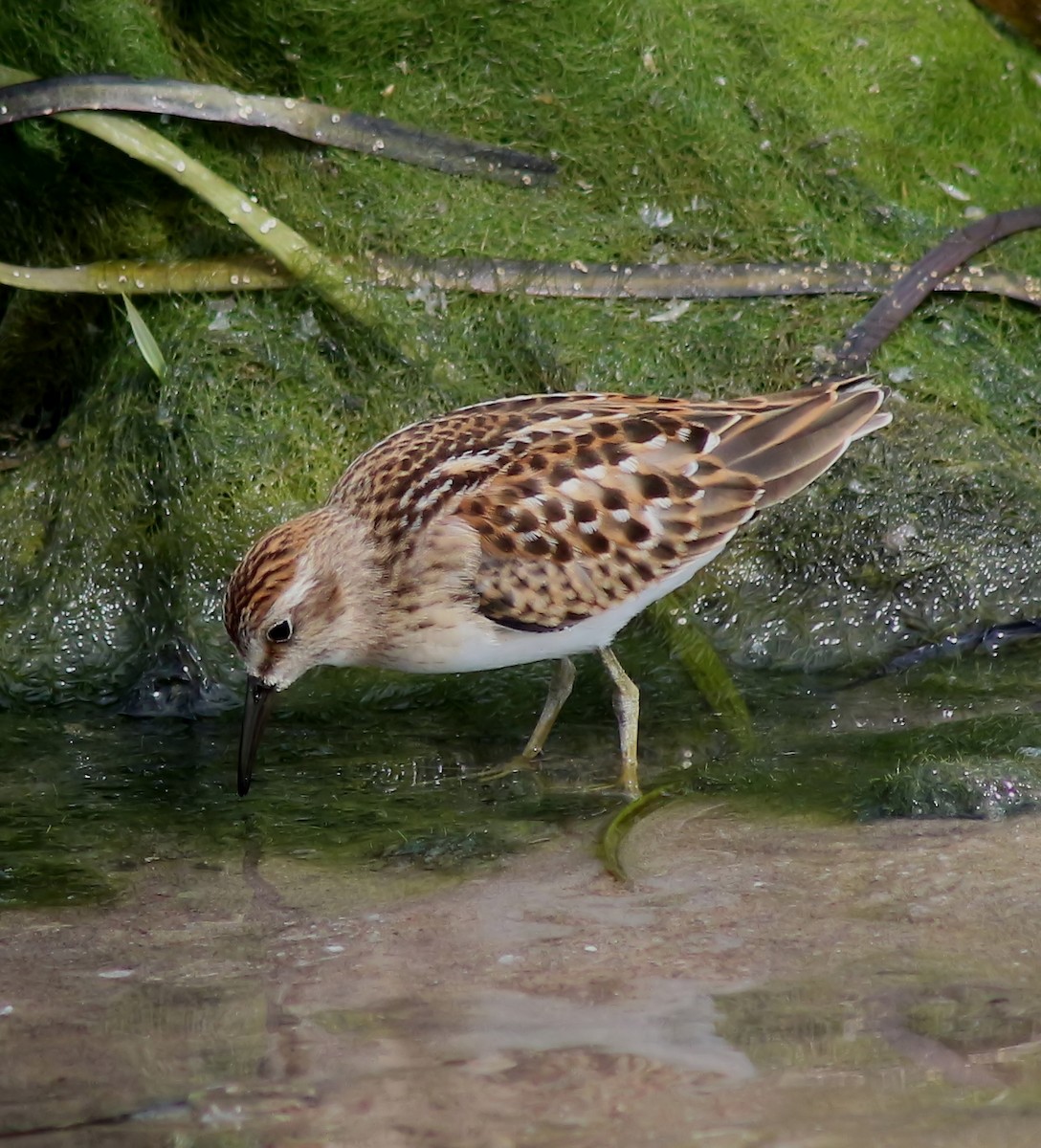 Least Sandpiper - ML66982861