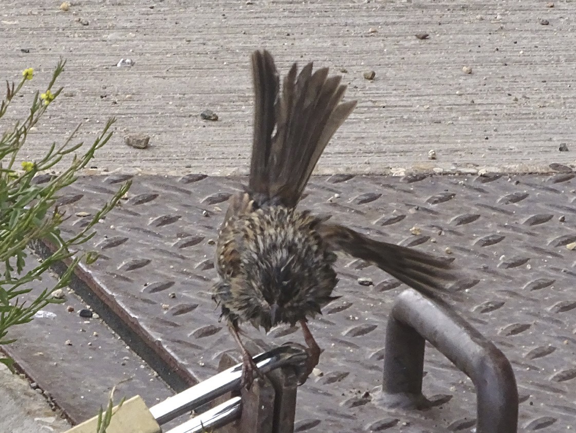 Bruant à couronne blanche - ML66983581