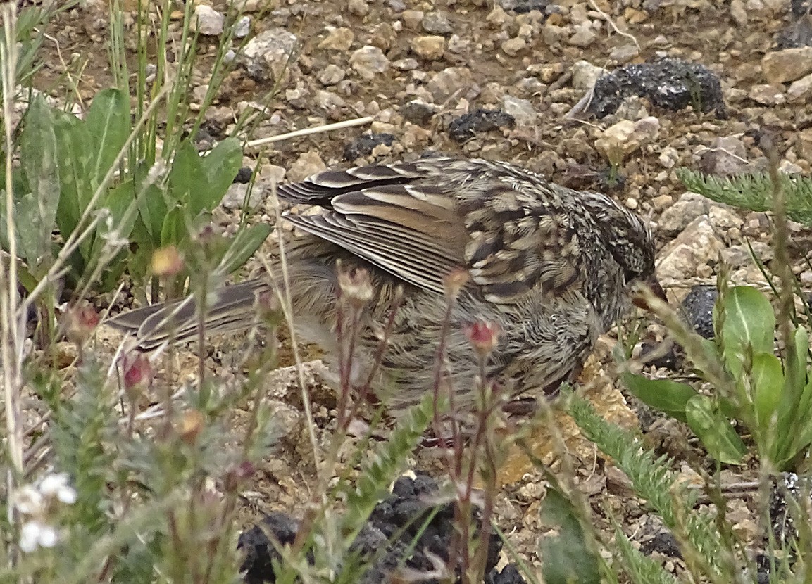 White-crowned Sparrow - ML66983591