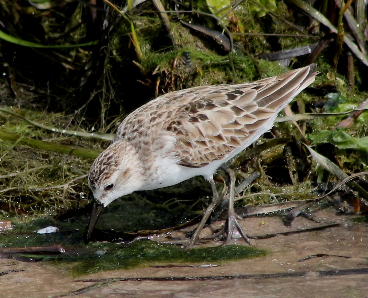 Semipalmated Sandpiper - Brenda Bull