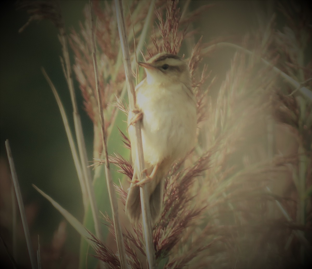 Aquatic Warbler - ML66984881