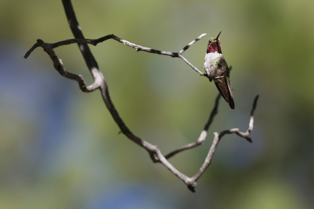 Broad-tailed Hummingbird - John C Sullivan