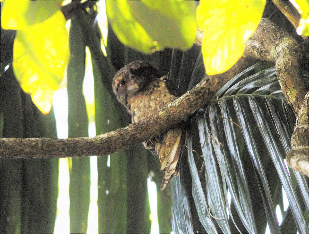 Marbled Frogmouth - ML66987361