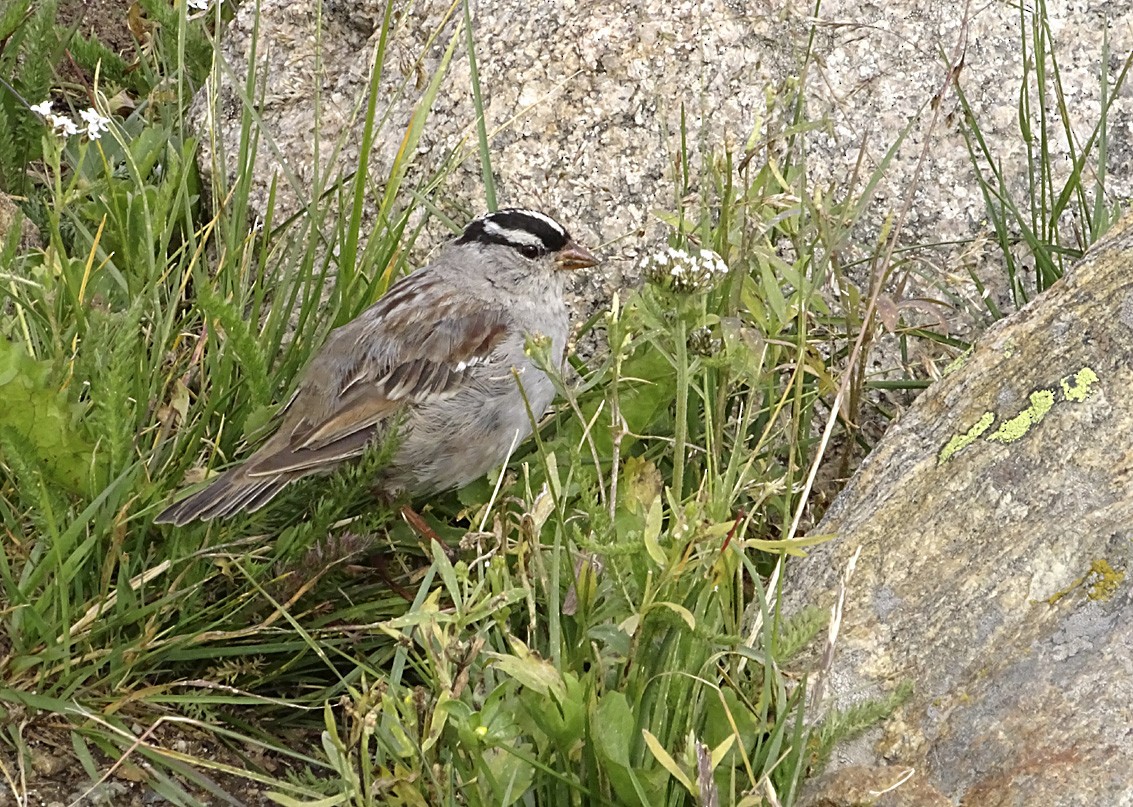 White-crowned Sparrow - ML66988811