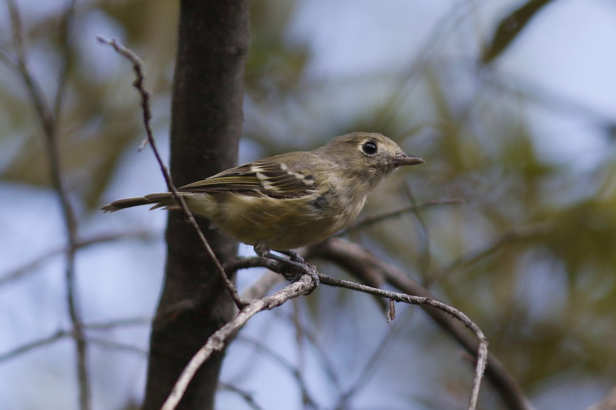 Hutton's Vireo - John C Sullivan