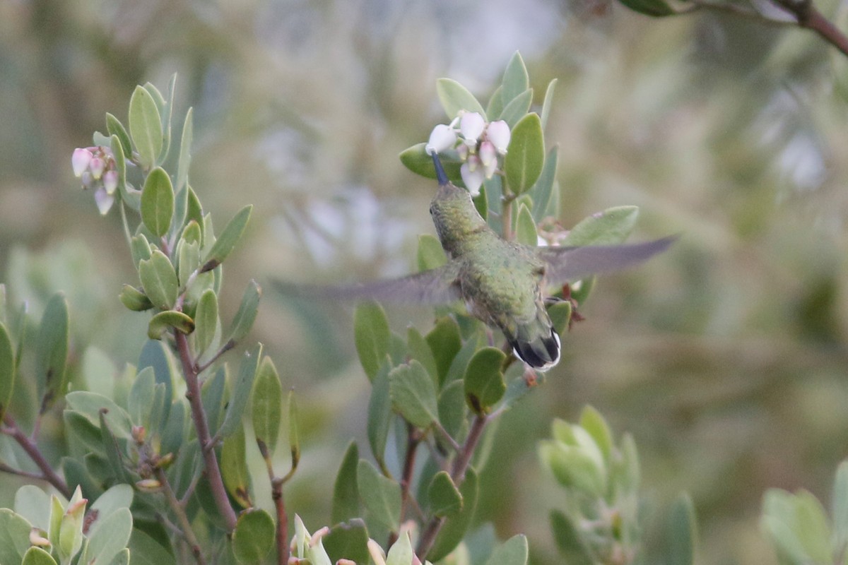 Calliope Hummingbird - ML66989851