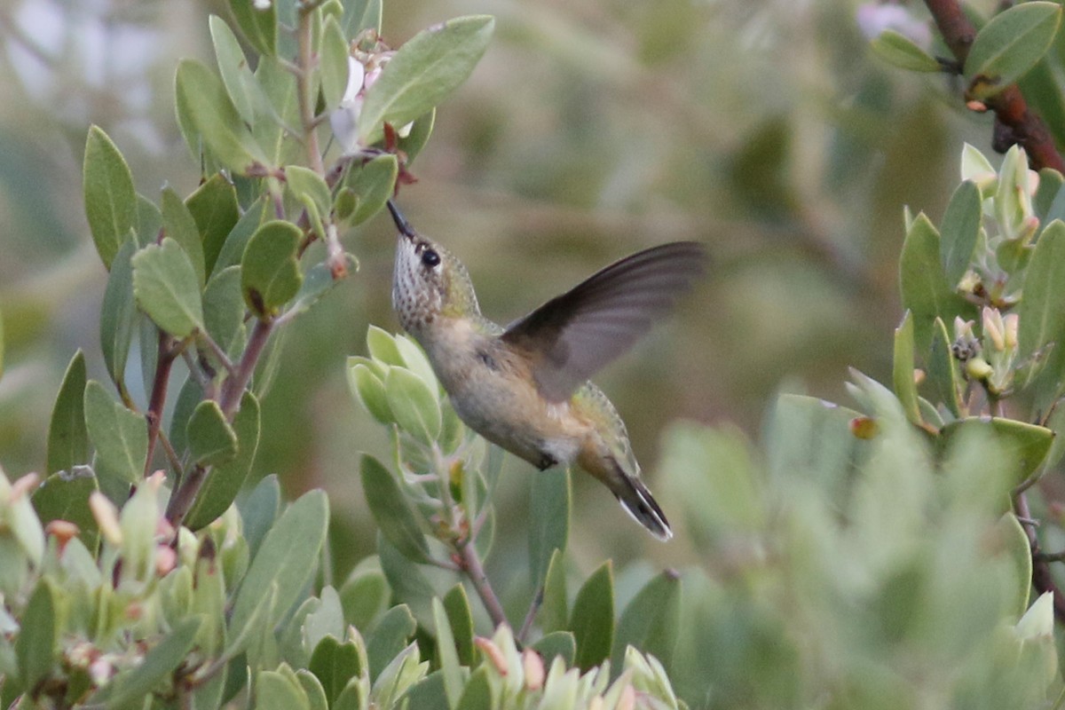 Calliope Hummingbird - ML66989861