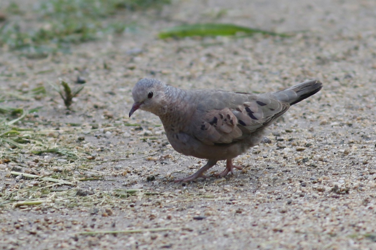 Common Ground Dove - John C Sullivan