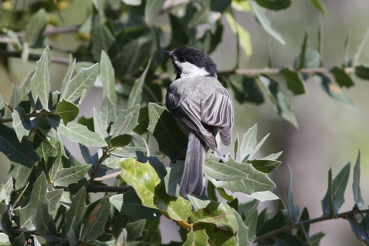 Mexican Chickadee - ML66991681