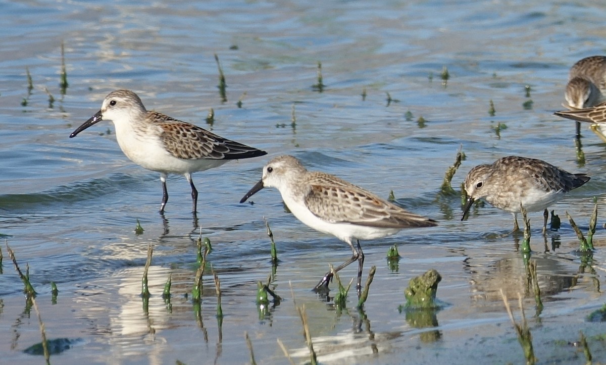 Western Sandpiper - Greg Cross