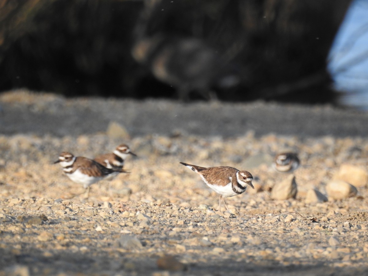 Killdeer - ML66994021