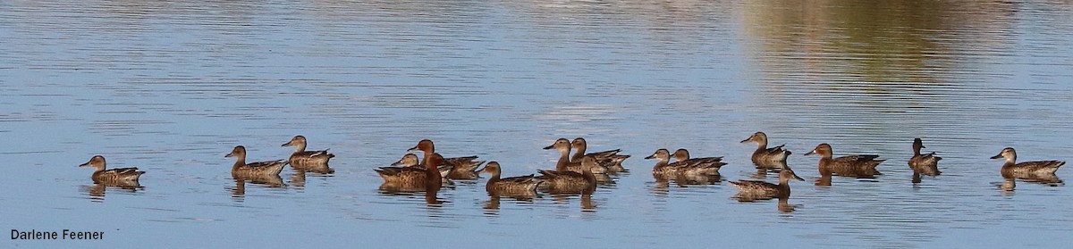 Cinnamon Teal - ML66996451