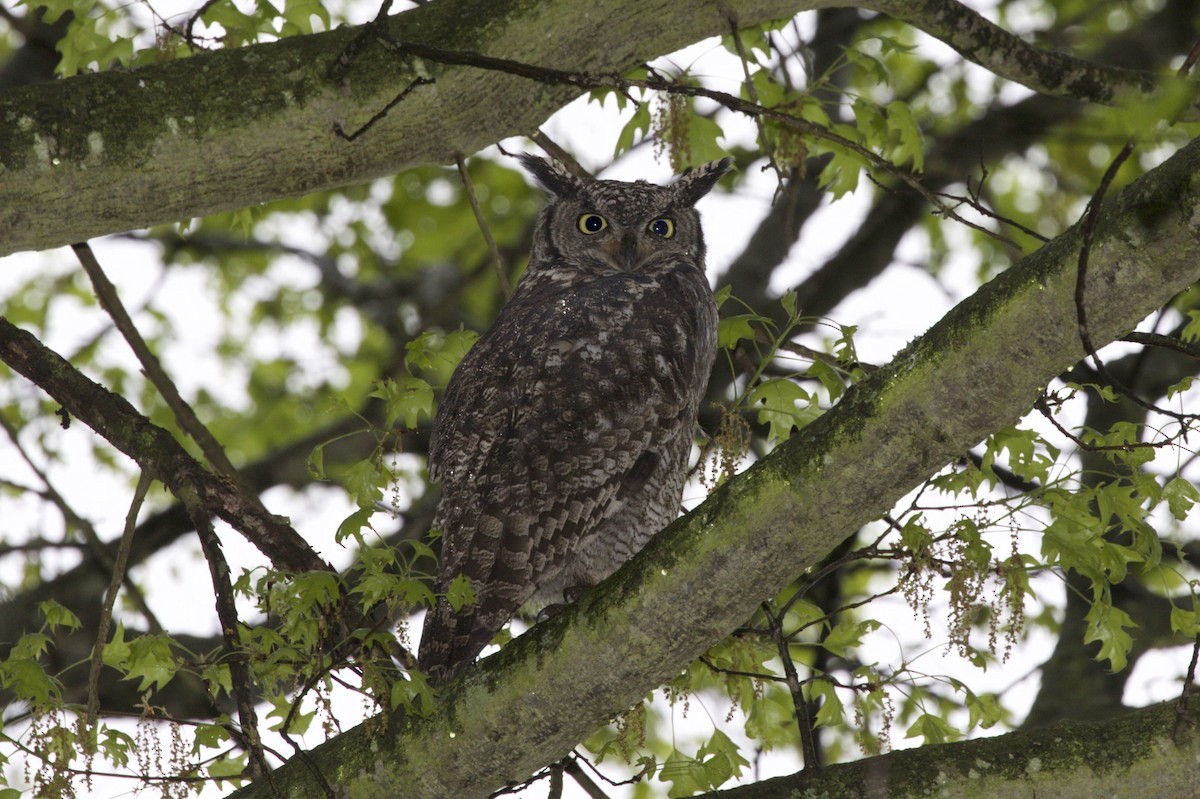 Spotted Eagle-Owl - ML66997181