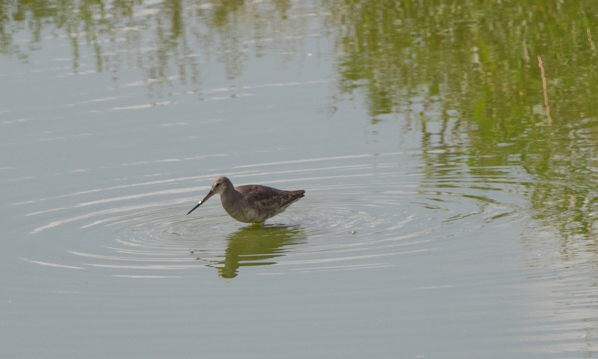 Hudsonian Godwit - ML67000181