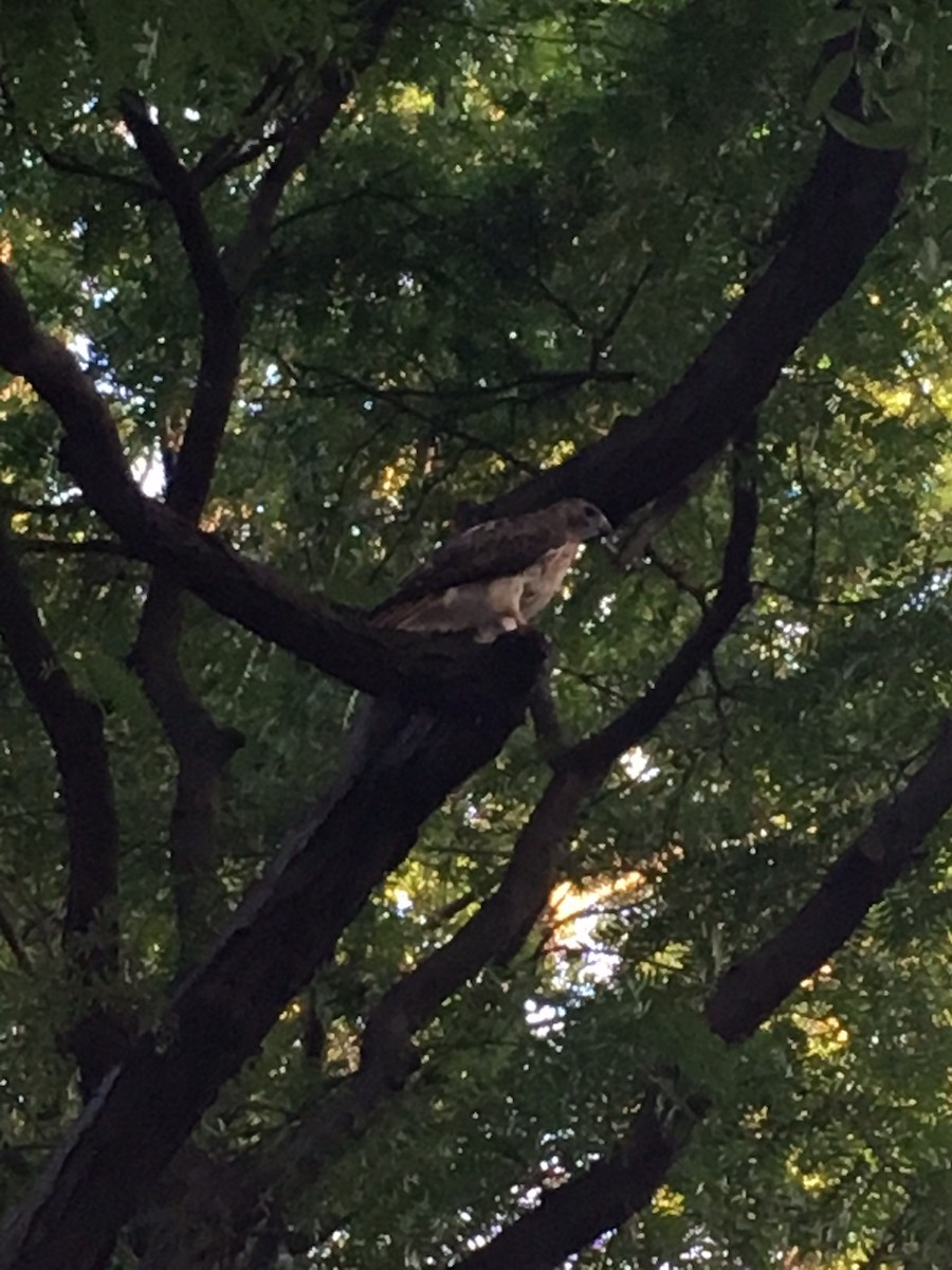 Red-tailed Hawk - ML67000201