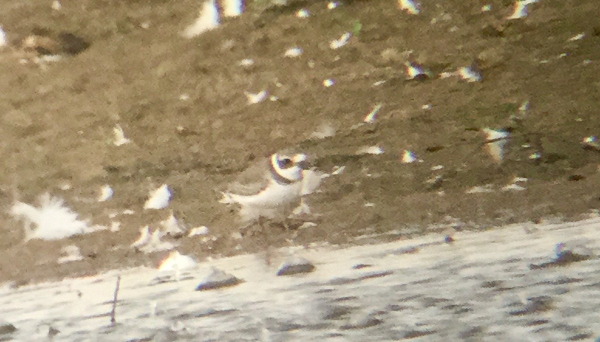 Semipalmated Plover - ML67001511