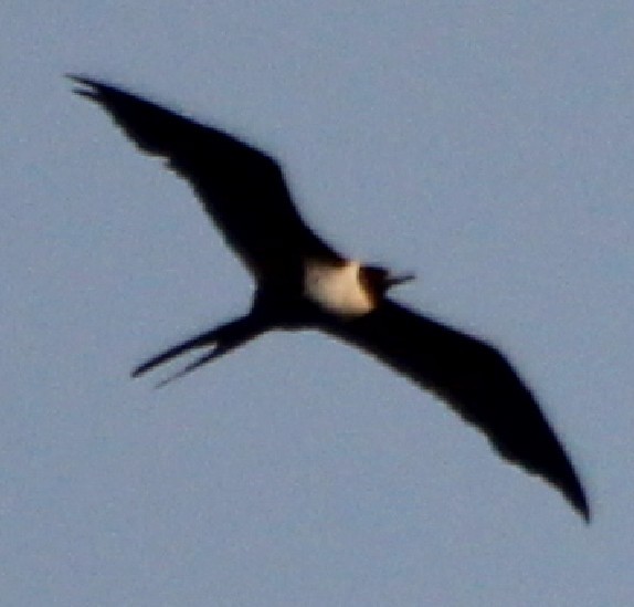 Lesser Frigatebird - ML67001541