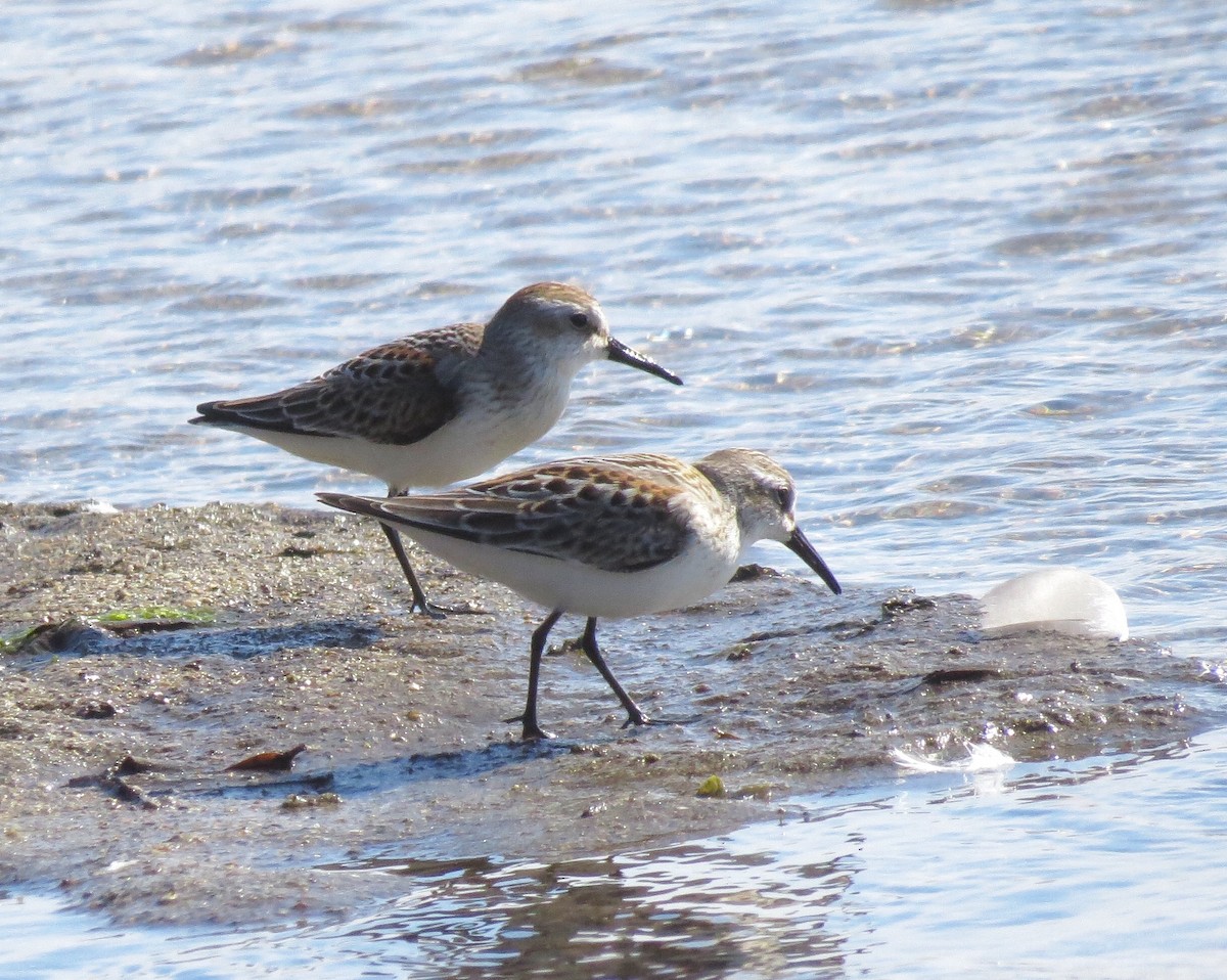 Western Sandpiper - Alane Gray